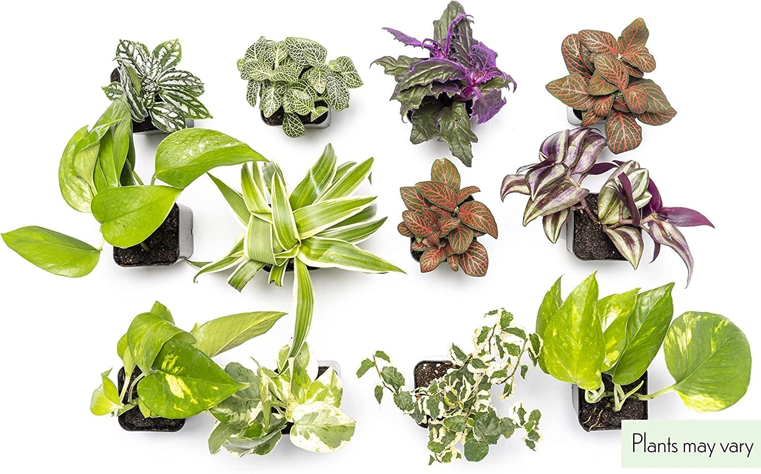 Altman Plants Live 6Pk Indoor Plants For Delivery Premium Live Plants And