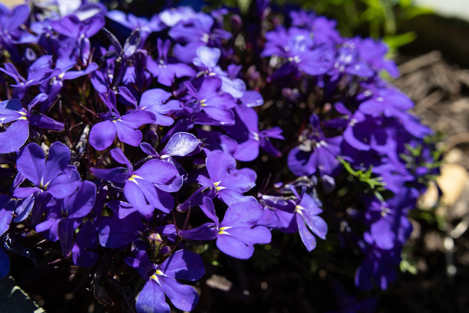 200 CRYSTAL PALACE Purple BLUE LOBELIA REGATTA Erinus Flower Seeds *Comb S/H