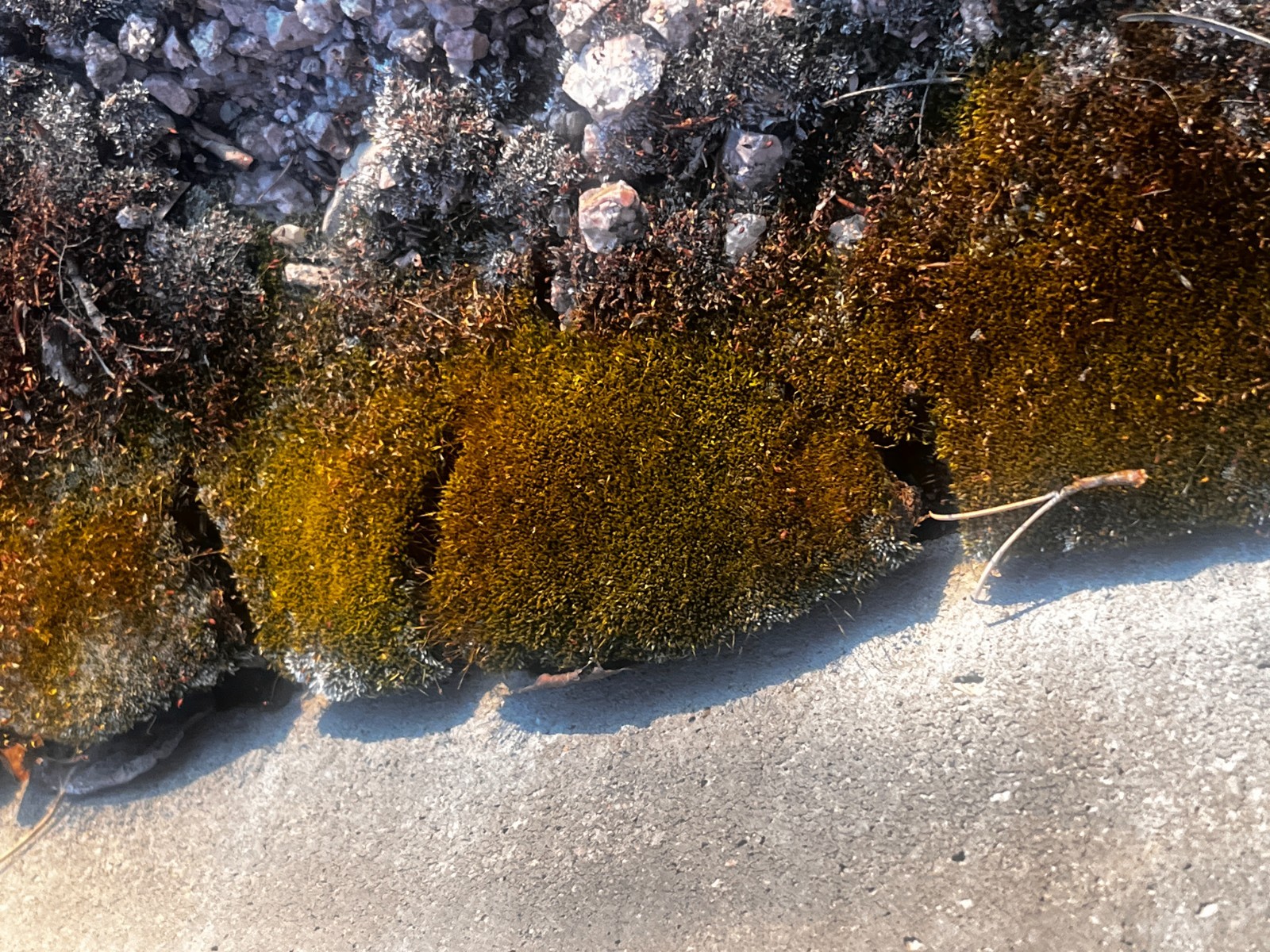 Live Silvergreen Bryum Moss 2×2 inches