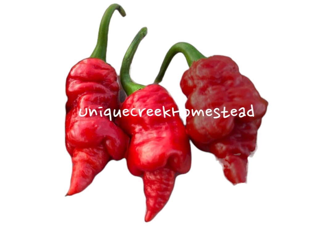 RED X Pepper Seeds Super Hot 1,000,000+ Scoville SHU Unique Creek