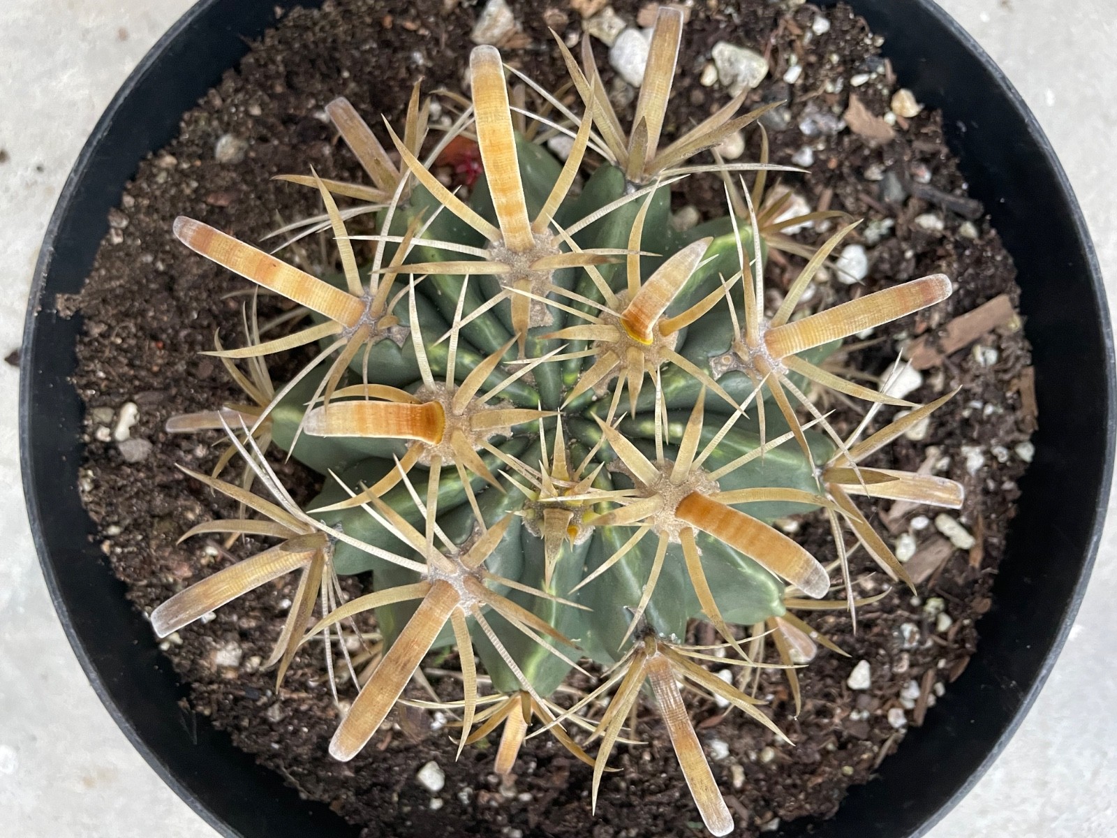 beautiful Ferocactus Flavispinus – Yellow-spined fishhook barrel cactus #B90