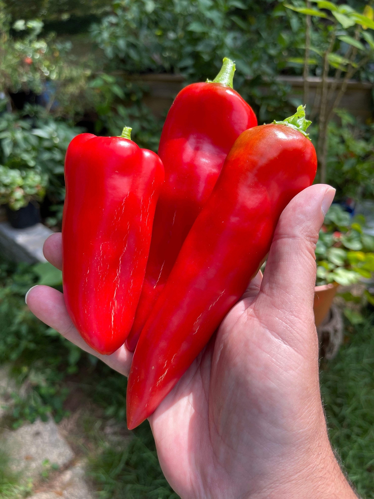 300 ANAHEIM CHILI PEPPER (New Mexico Chili Pepper) Capsicum Annuum Vegetable See