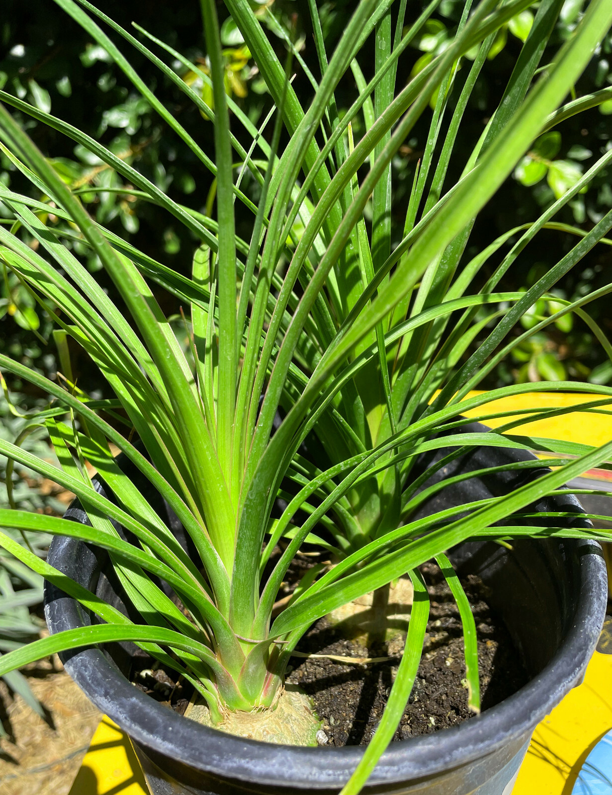 (100) Ponytail Palm Seeds (Beaucarnea Recurvata)