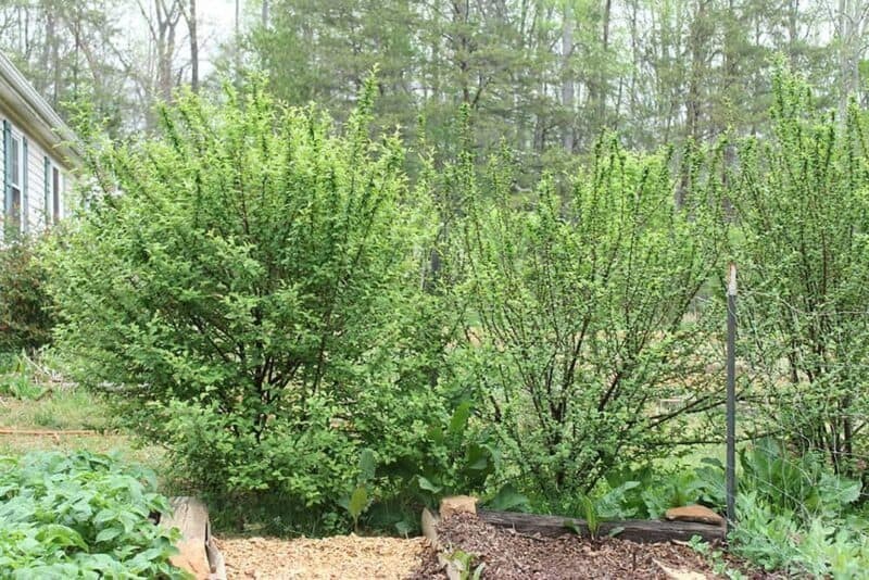 1 Nanking White sweet bush cherry plant. Zones 2-7. Not self. IAN, JULES or GABE