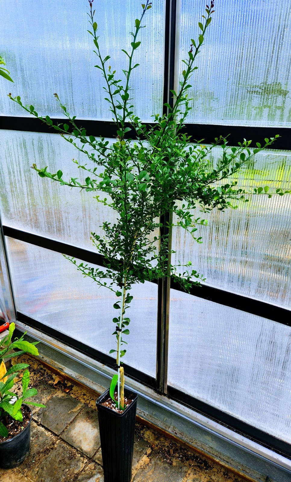 Red Finger Lime Tree – 36″-48″ Tall Fruit Caviar Tree- With 2Day SHIPPING