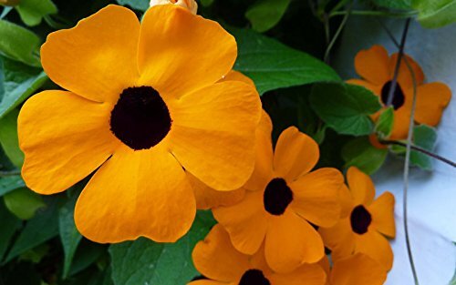 100+ Black Eyed Susan Vine Seeds for Planting | Exotic Garden Flowers | Made in