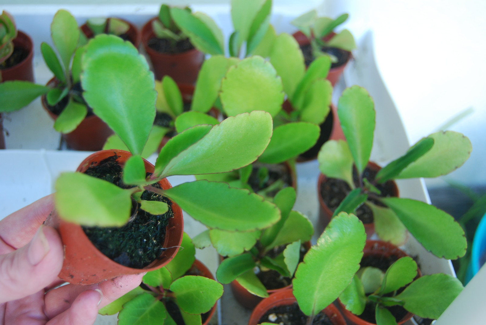 Kalanchoe Pinnata Plant Miracle Leaf Wonder of World Hawaiian Love Katakataka