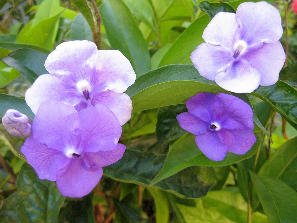 YESTERDAY TODAY TOMORROW Semi-Tropical Flowering Shrub Plant Purple White Lav