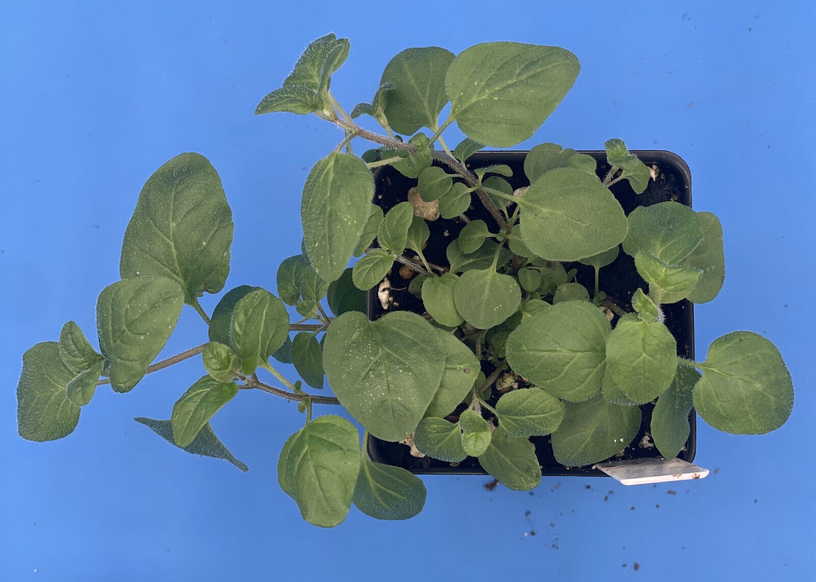 Italian Oregano Live Plant 3″ Starter Pot – Origanum vulgare
