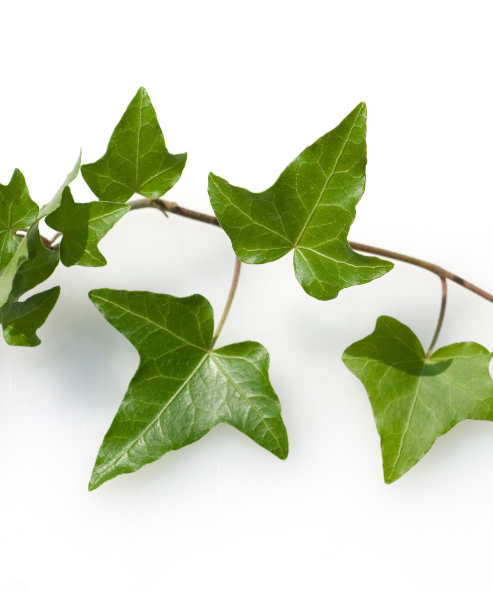 10 Live English Ivy cuttings w/roots ready to plant 6-10’´
