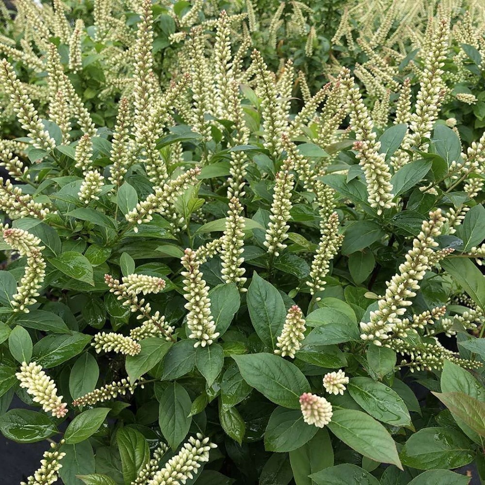 Unconventional Itea Noted Sweetspire Mizzy Virginicas Outdoors Live Plant 4″ Pot
