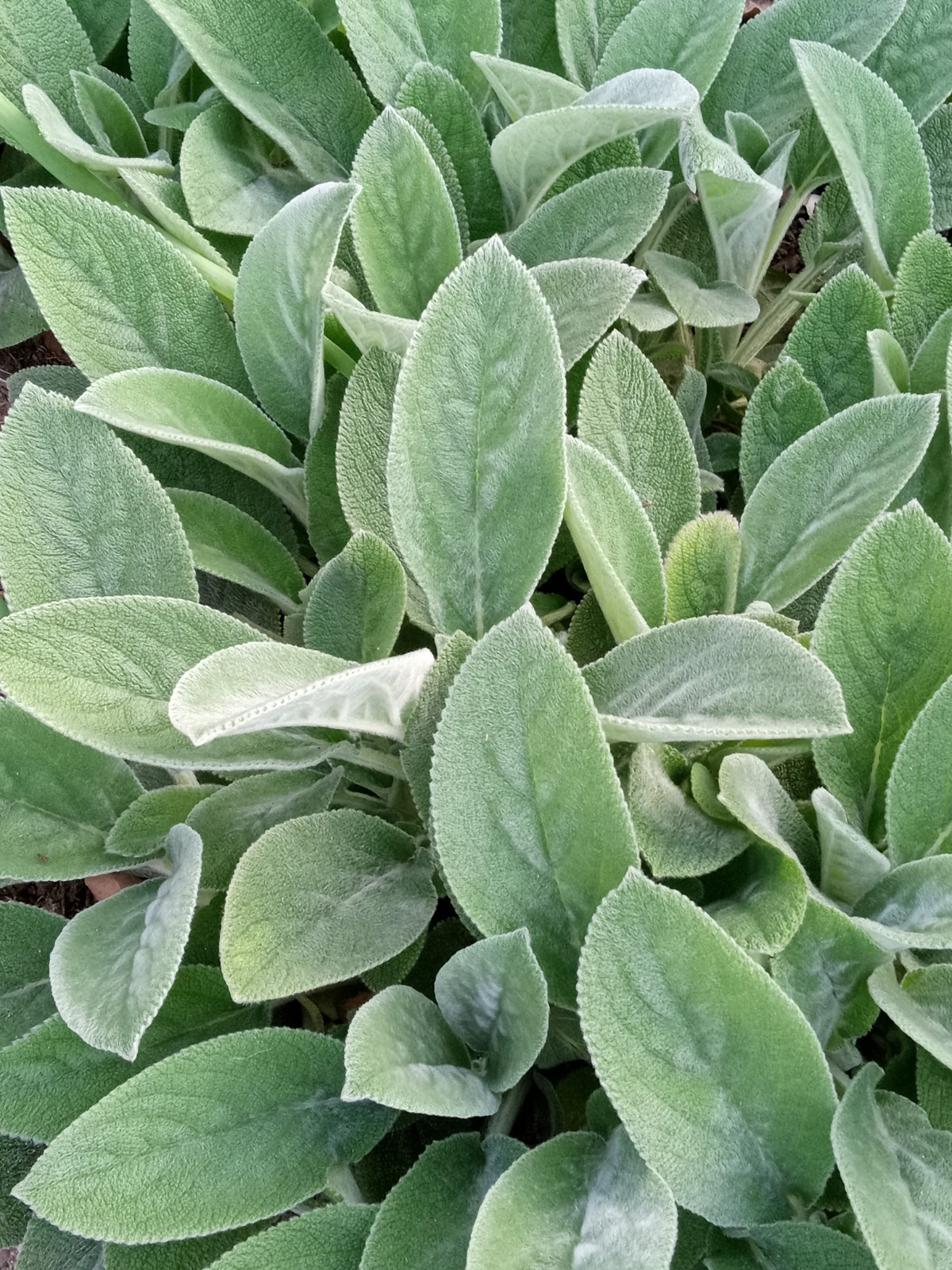 3 Lamb’s Ear Stachys Byzantina Soft Fuzzy Leaves – Perennial – Ready to Grow