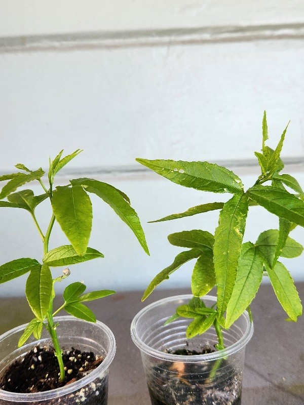 Rare Healthy 2 Bannana Passion Fruit Plants Vines Fast Growing Fruit Within Year