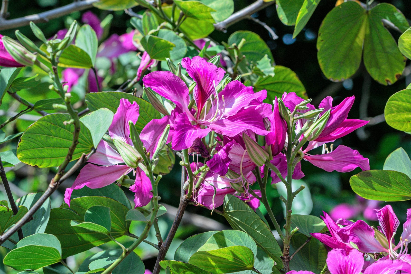 10 PURPLE ORCHID TREE Bauhinia Purpurea Camel’s Foot Butterfly Flower Tree Seeds