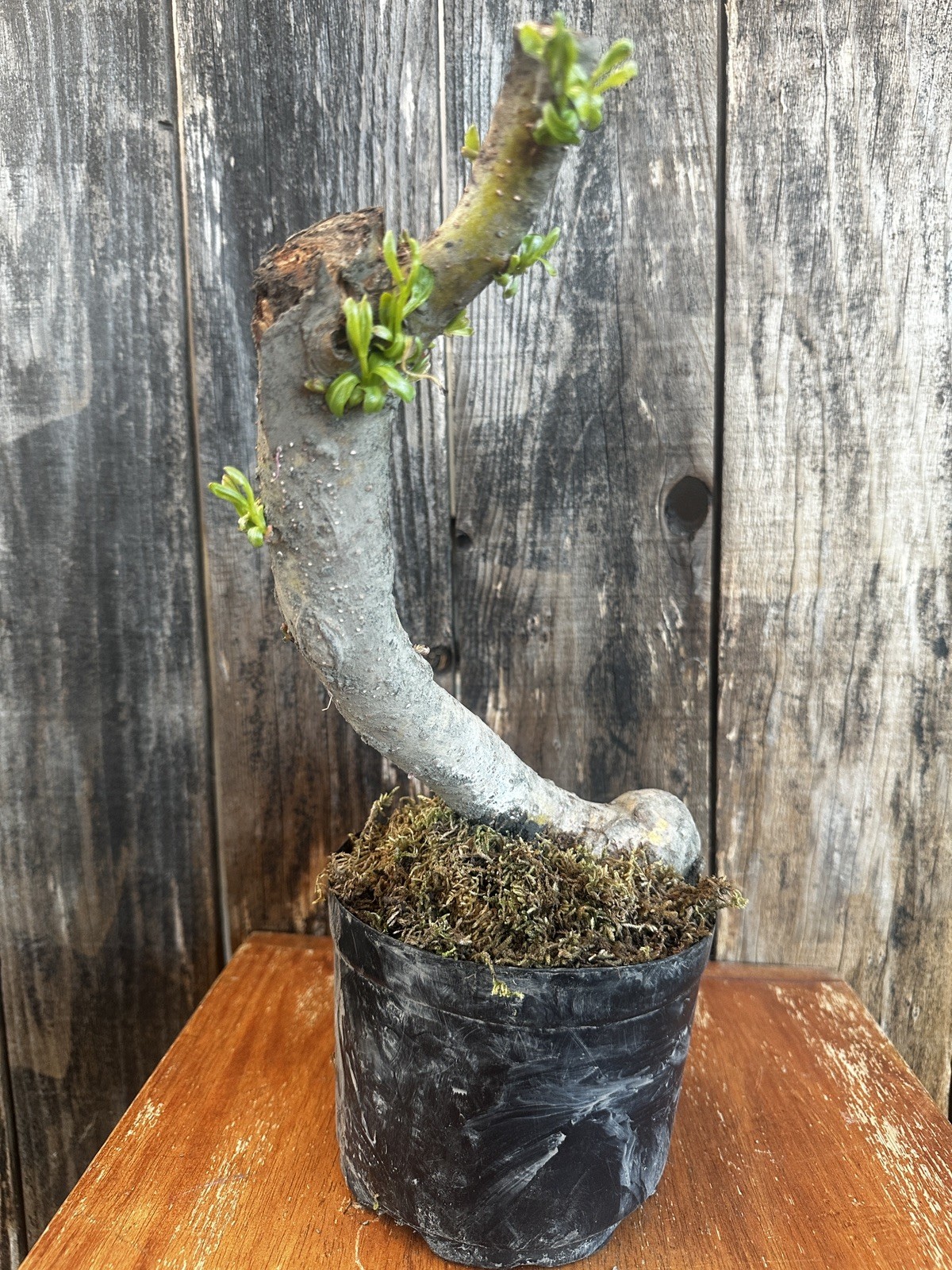 DRAGON BONSAI STARTS! Weeping Willow Tree Cutting Thick Trunk Dwarf
