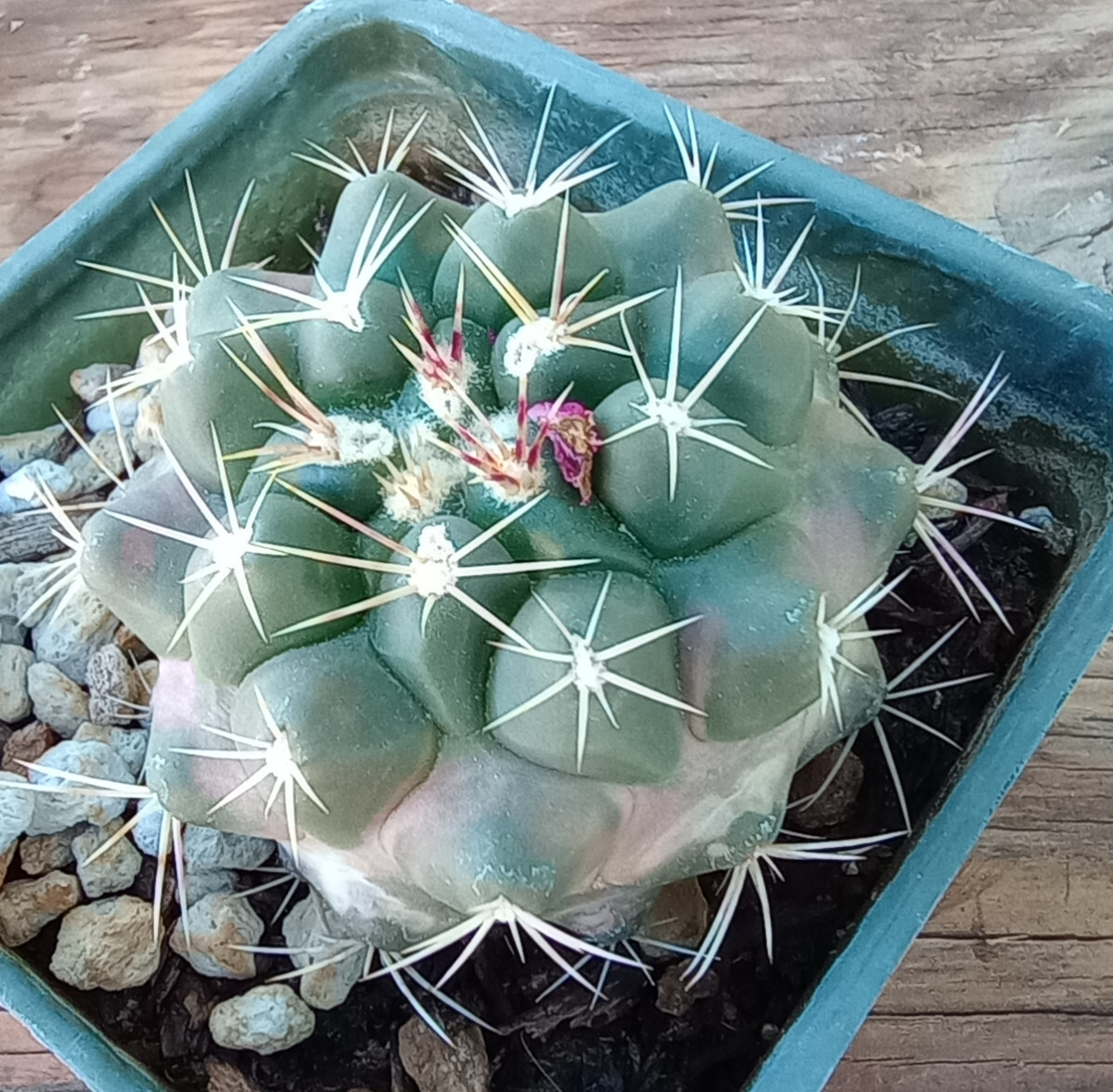 Thelocactus macdowellii x hexaedrophorus Hybrids Each Unique All Pink Flowers