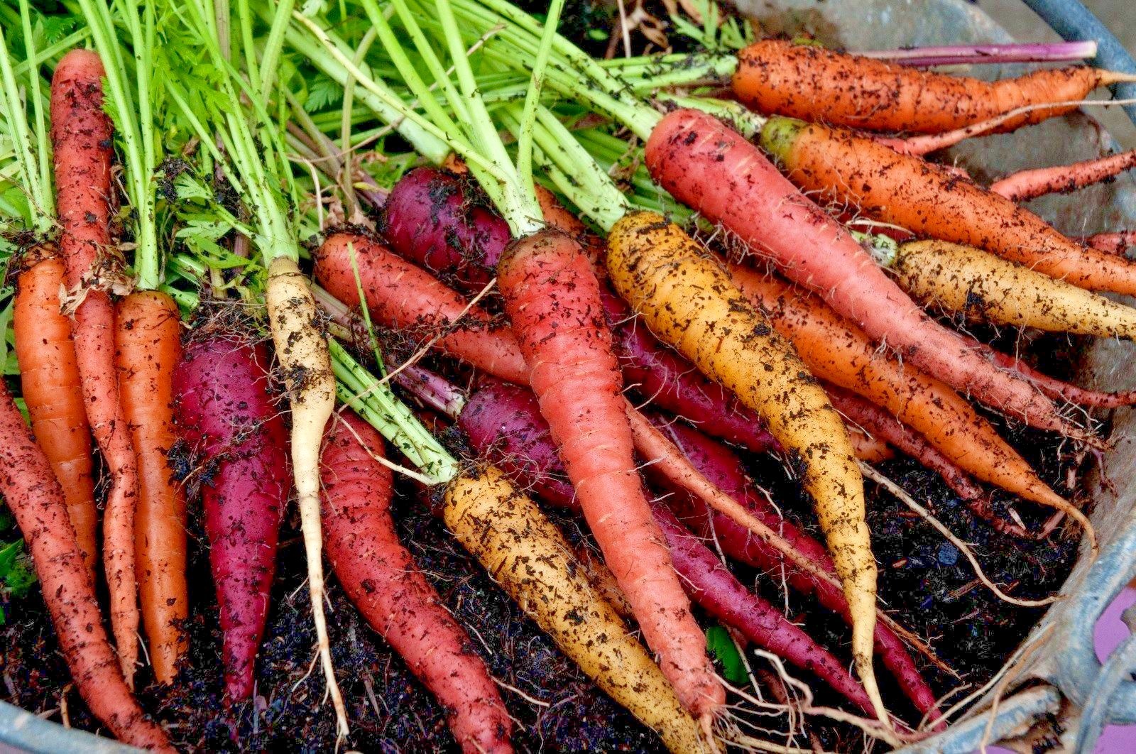 400+RAINBOW CARROTS Seeds 5 Colors Native Heirloom Vegetable Garden Container
