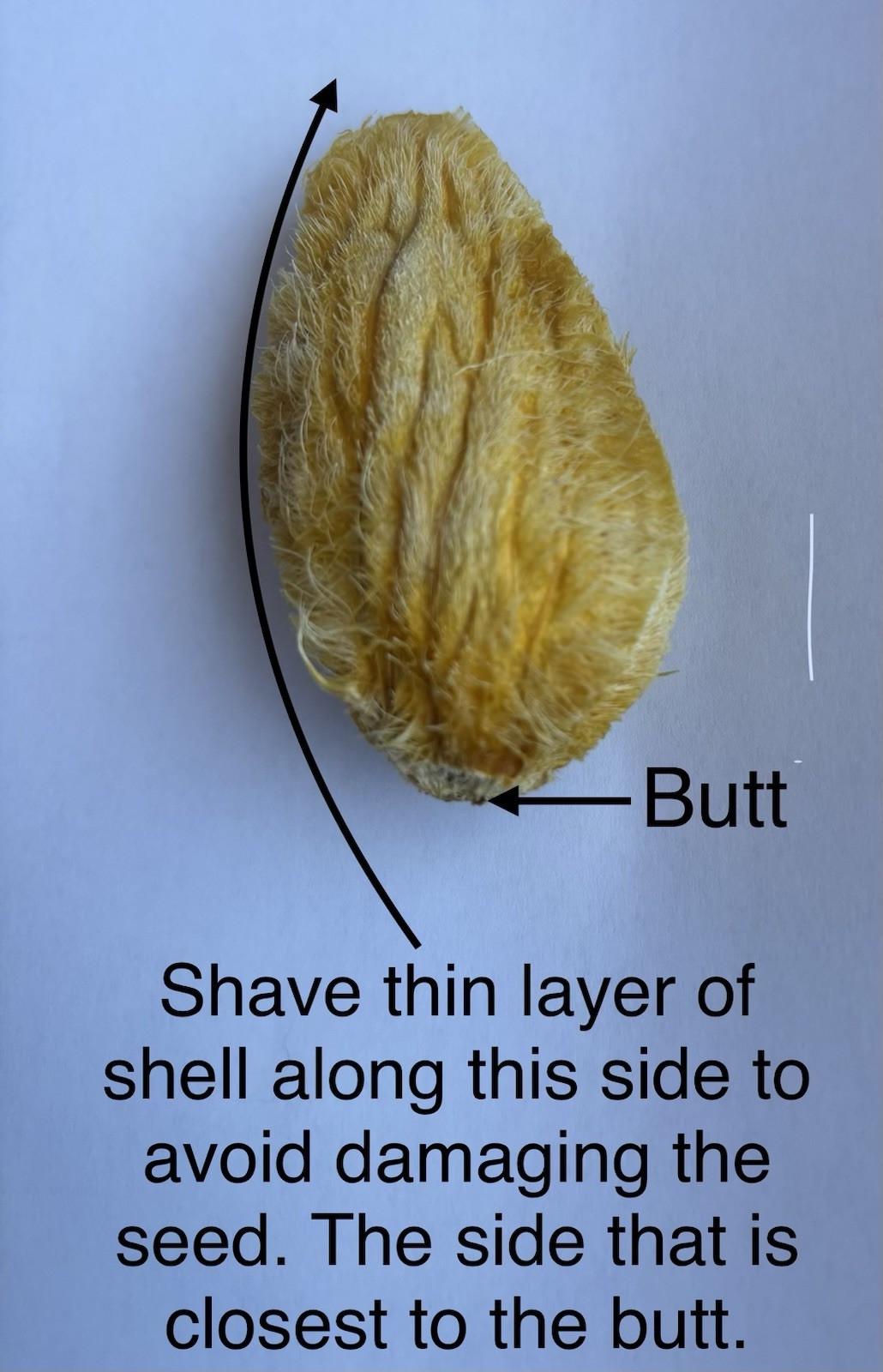 SUGARLOAF “PINEAPPLE” MANGO TREE CLONE Polyembryonic 4 Seeds