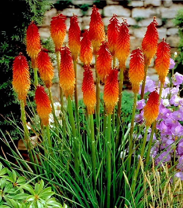 20 “RARE DWARF” FIRE DANCE Torch Lily Flower Seeds Kniphofia hirsuta Hardy Plant