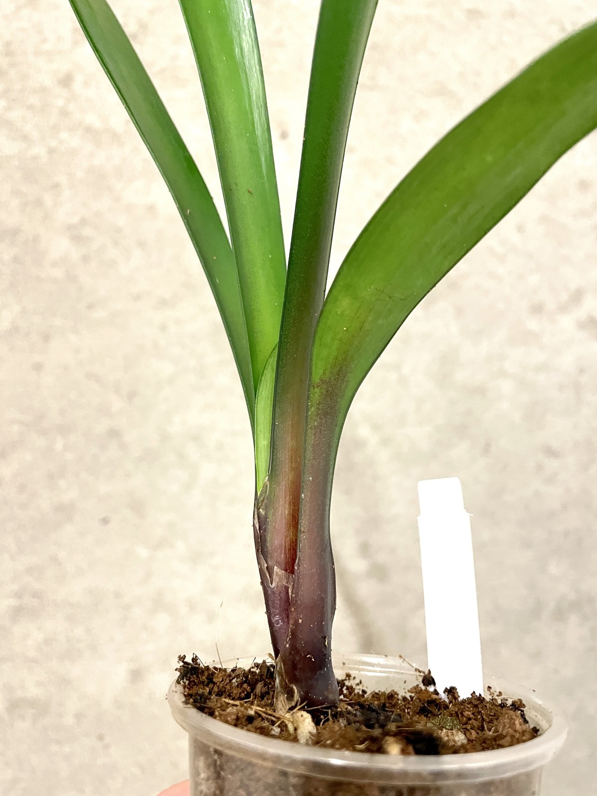 Clivia Little Clown x Big Peach seedlings | SapphireChild Orchids