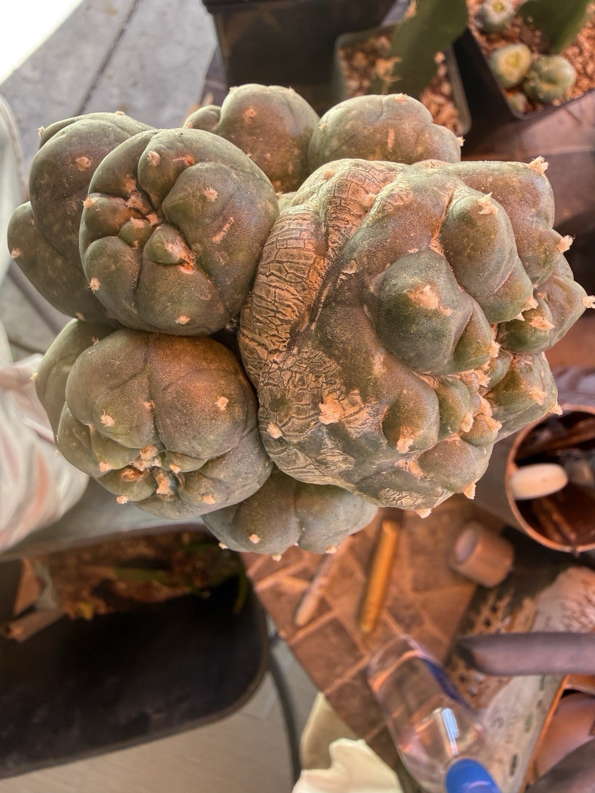 RARE 8.0Cm Grafted Ariocarpus Astrophytum .Multiple Heads Style[9]