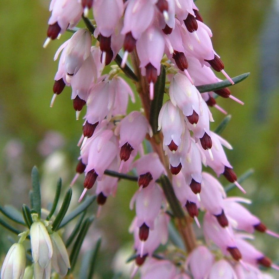 25 Ghost Hill Bleeding Heart Seeds Dicentra Spectabilis Shade Flower Garden 691