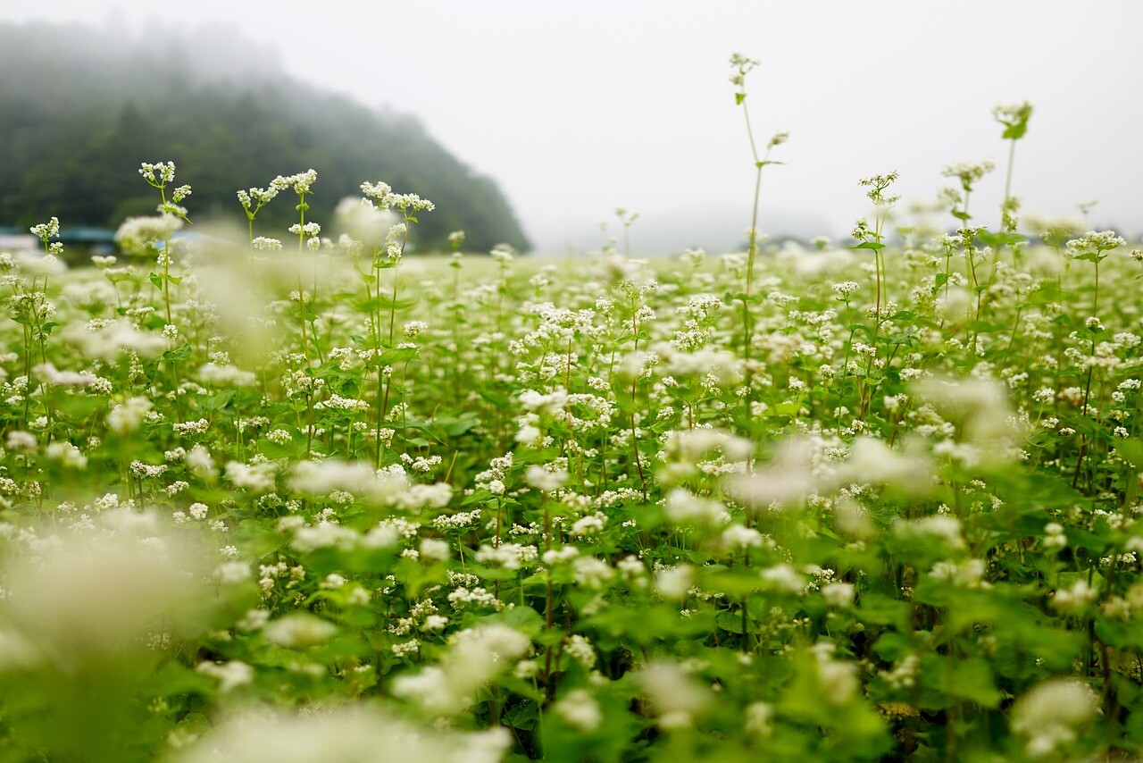 Buckwheat Seeds – Nutrient-Dense, Fast-Growing Green Manure & Cover Crop