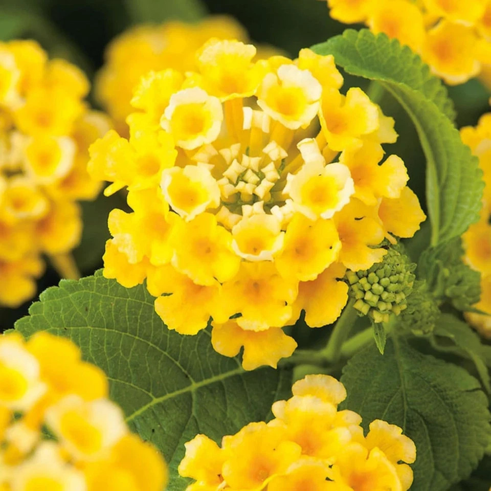 Lantana Flower Seeds for Planting – 300+ Mixed Color to Pink