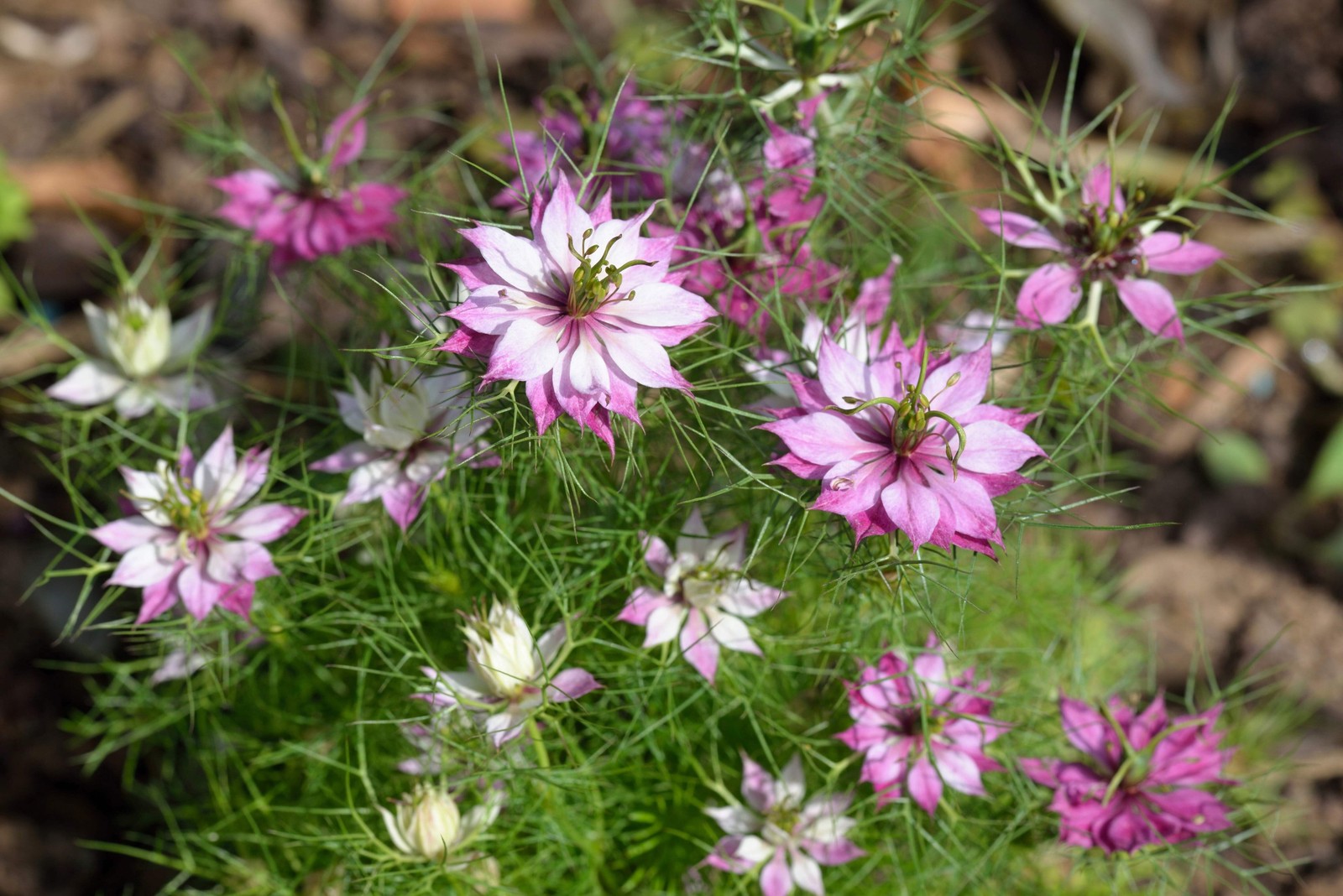 500 LOVE In A MIST PERSIAN Jewels Mix Nigella Damascena Fennel Flower Seeds