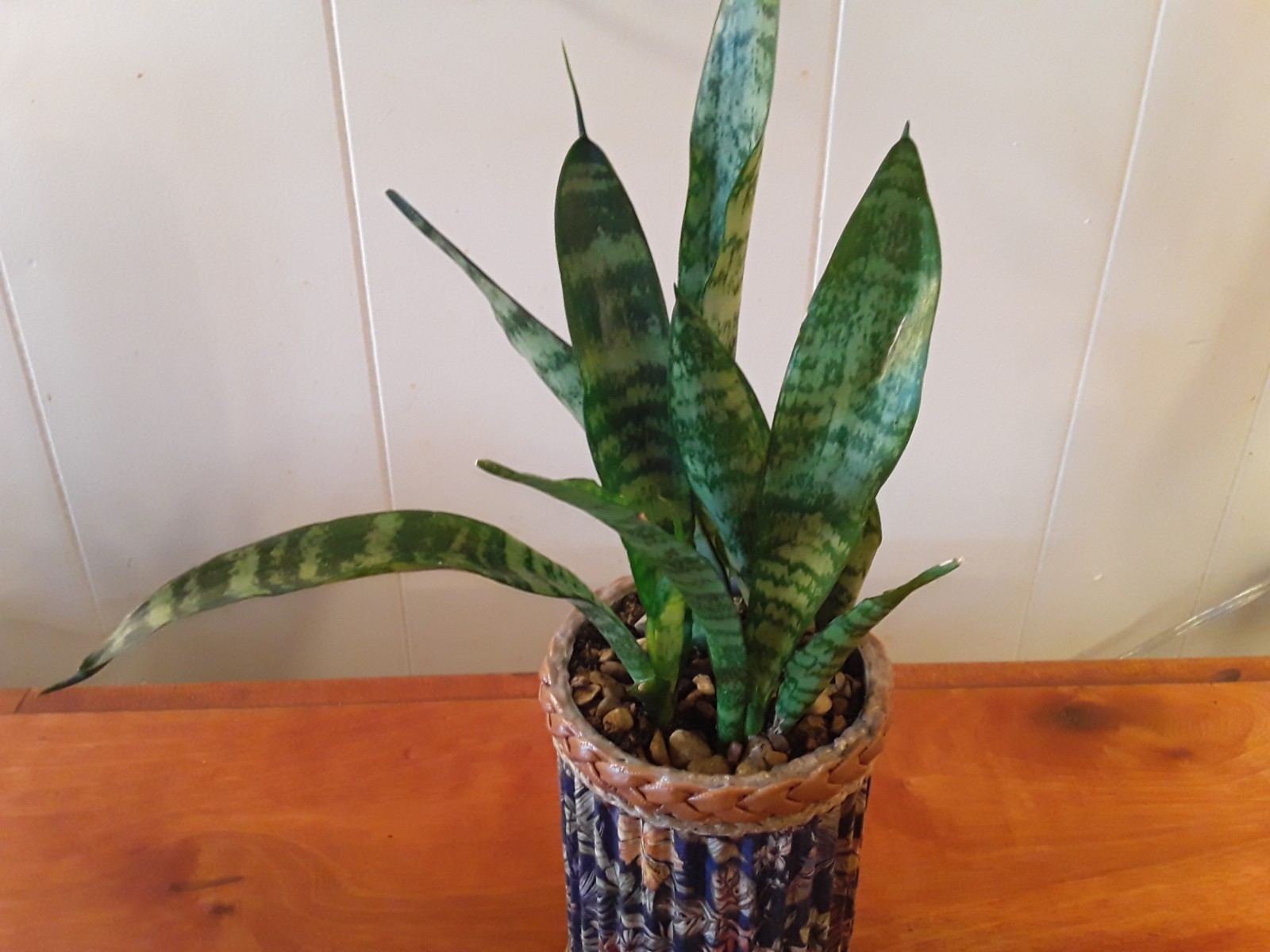 Sansevieria Snake Plant- 4 Healthy Rooted Plants in 6″x4″ Crafted Container