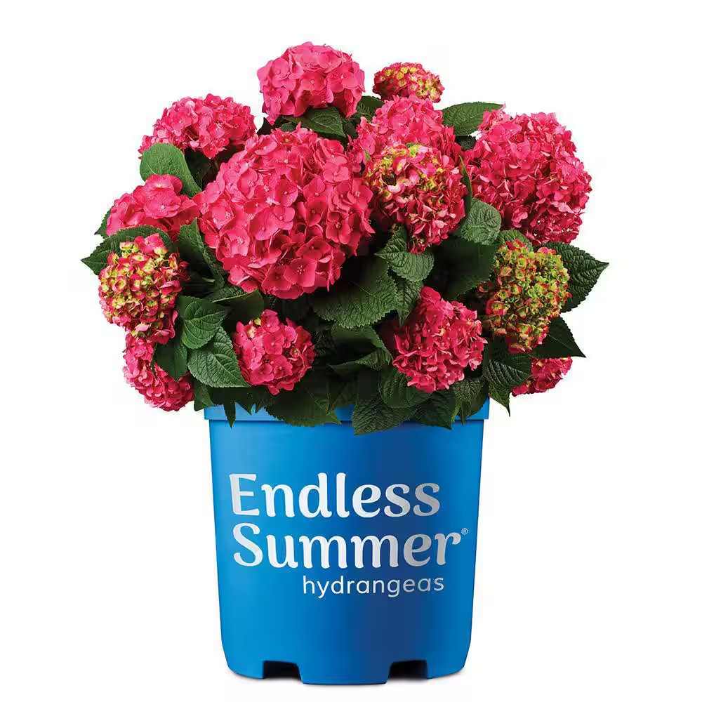 2 Gal. Summer Crush Reblooming Hydrangea Flowering Shrubs with Raspberry Red Flo