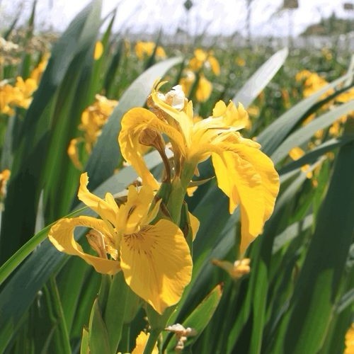 Yellow Flag Iris Winter Hardy Aquatic Marginal Pond/Bog Plant – &Free Bog Plant