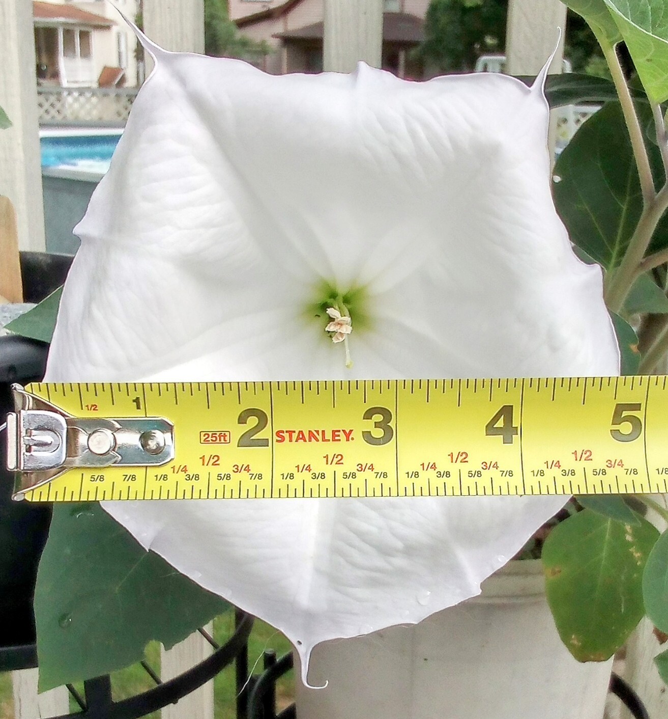 Over 100 Seeds. Huge Blooms! Datura Wrightii, Datura Innoxia, Sacred Datura