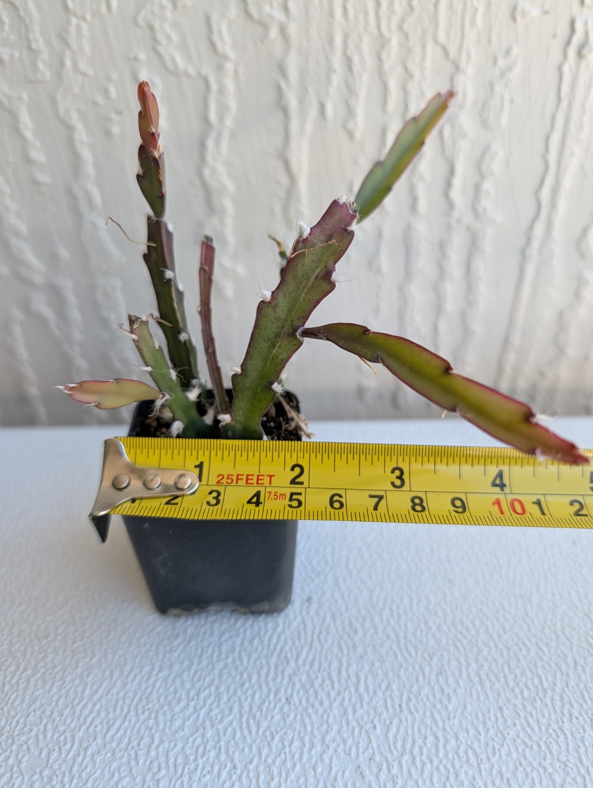 “Rhipsalis Cactus” Lepismium Cruciforme Rooted Cuttings In 2 “Pot