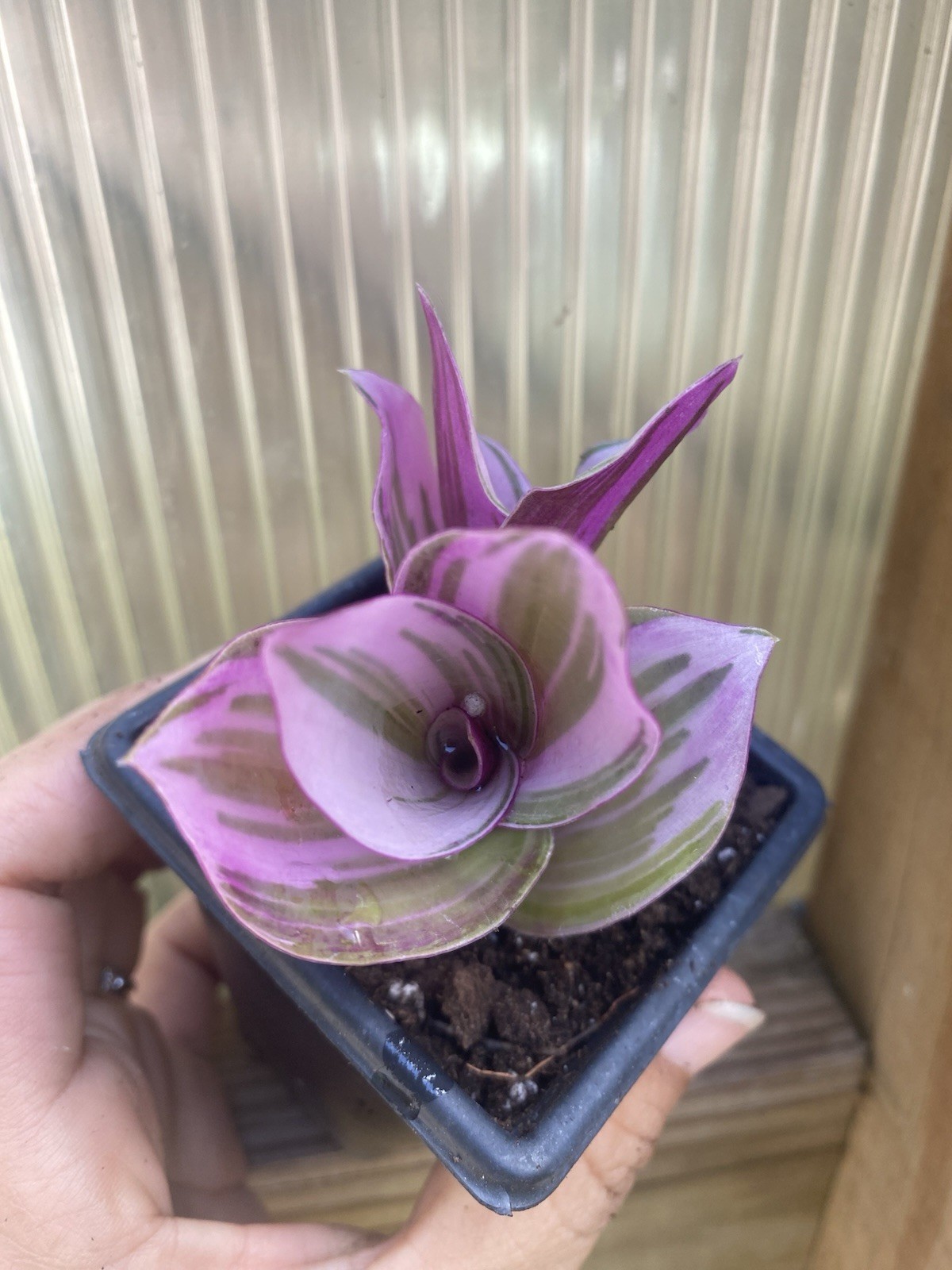 Tradescantia Nanouk 2 Rooted Cuttings In 2” Pot Live Houseplant