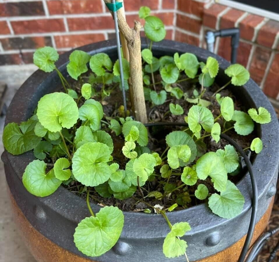 PENNYWORT , GOTU KOLA SEEDS (SMALL LEAF), HẠT RAU MÁ LÁ NHỎ |+200 PCS|