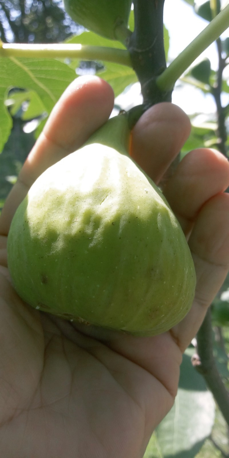 WHITE MADEIRA FIG Cuttings -Unrooted Bundle of 3