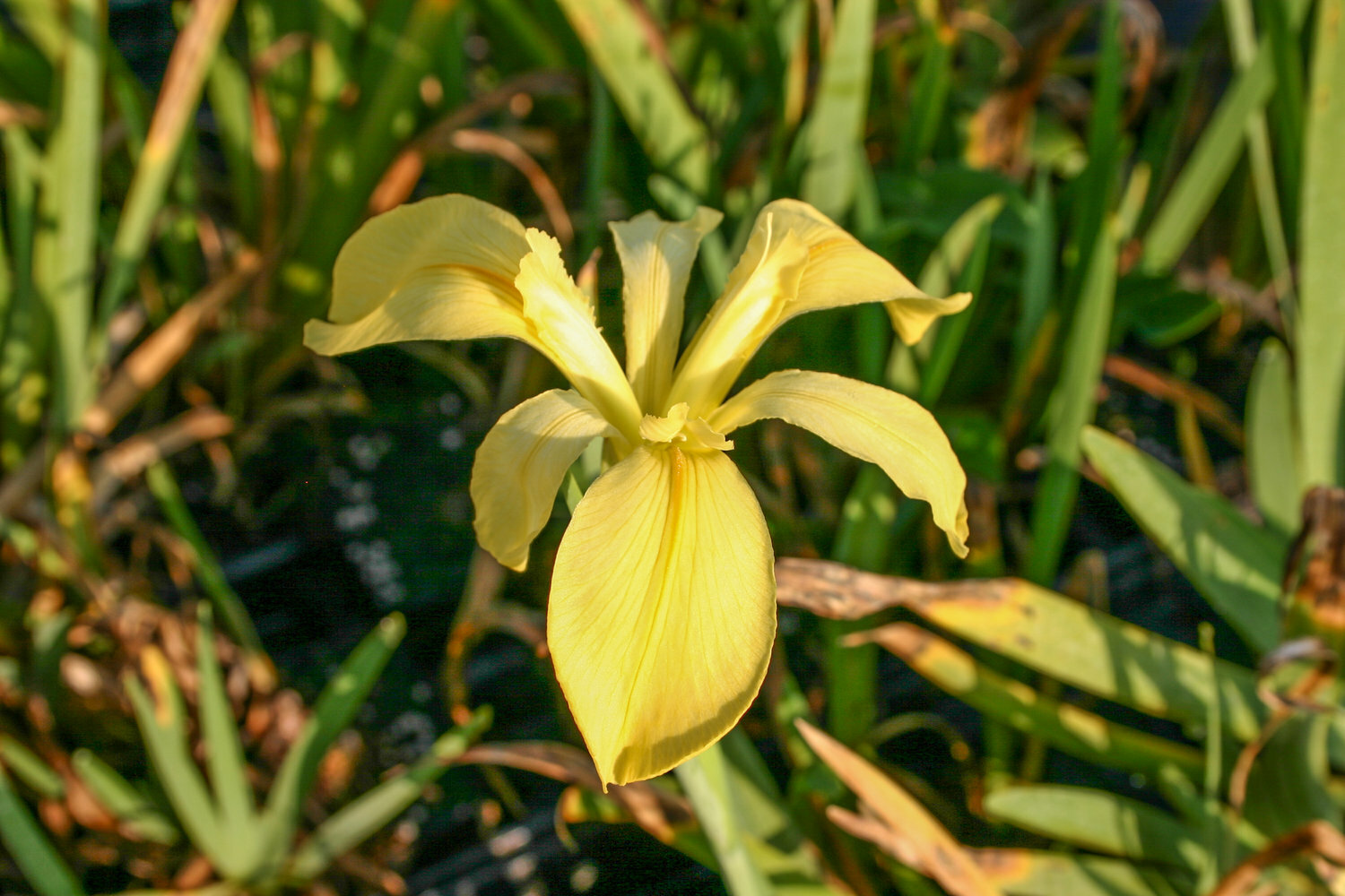 Live Louisiana Iris Yellow flower Dixie Deb Aquatic Marginal Pond/Bog Plant