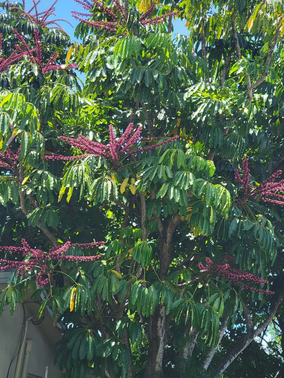 Umbrella Tree Schefflera actinophylla
