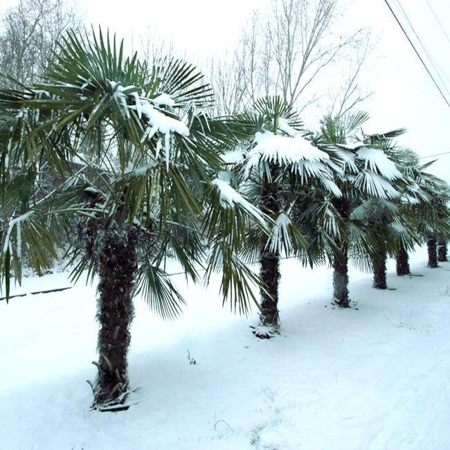 10 WINDMILL FAN PALM Tree Seeds Trachycarpus Fortunei MOST COLD HARDY Palm Plant
