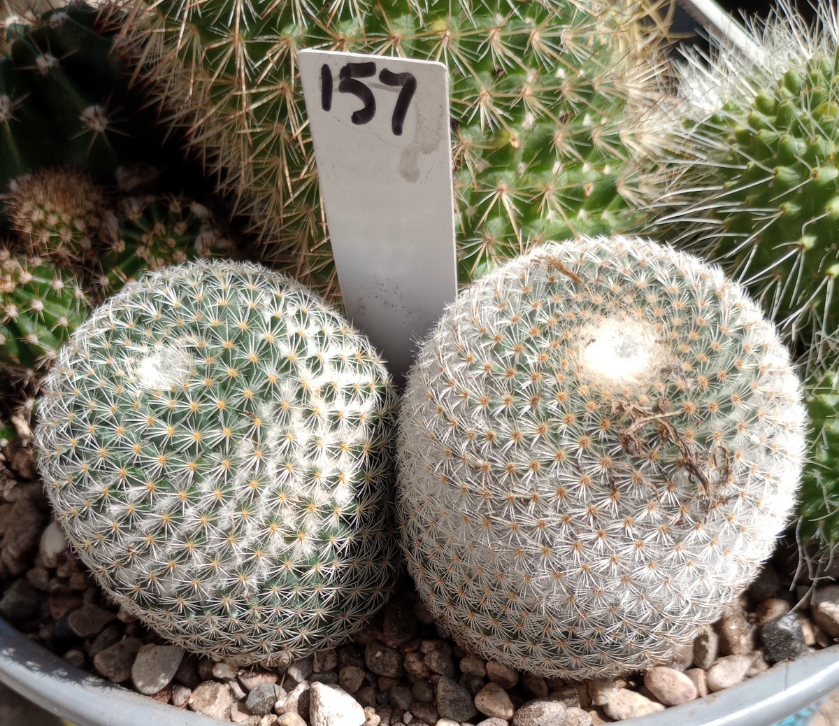 Mammillaria pseudoperbella Clumping Golf Ball Pin Cushion Cactus 157