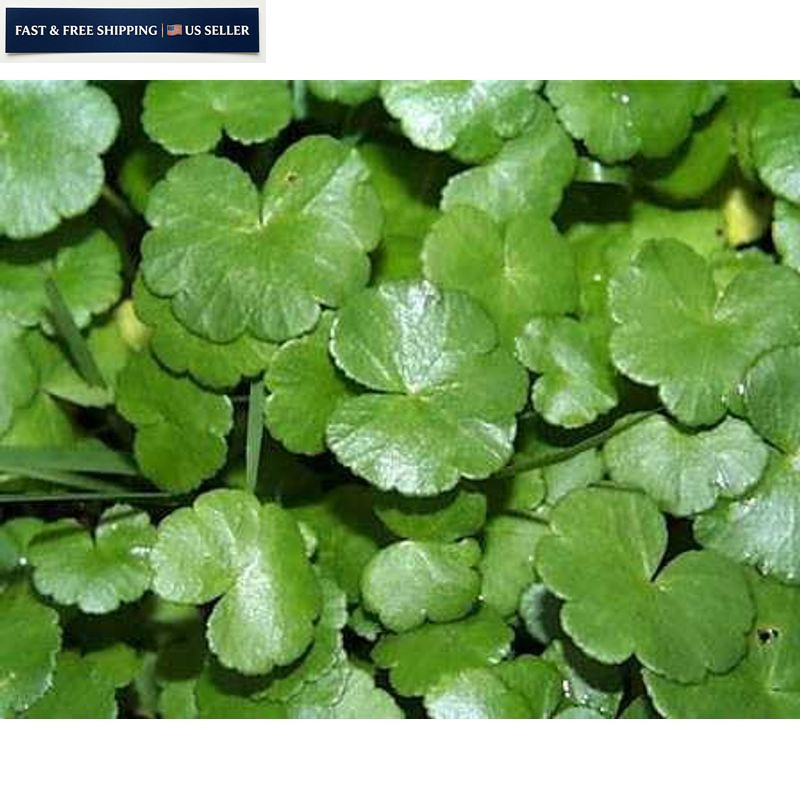 500 Green Gotu Kola Seeds – Hat Rau Ma – Big Leaf Seed Centella