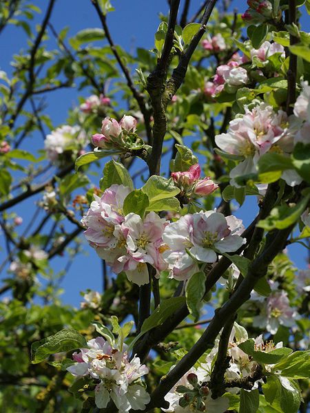 European Crab Apple, (French Crabapple), Malus sylvestris, Tree Seeds