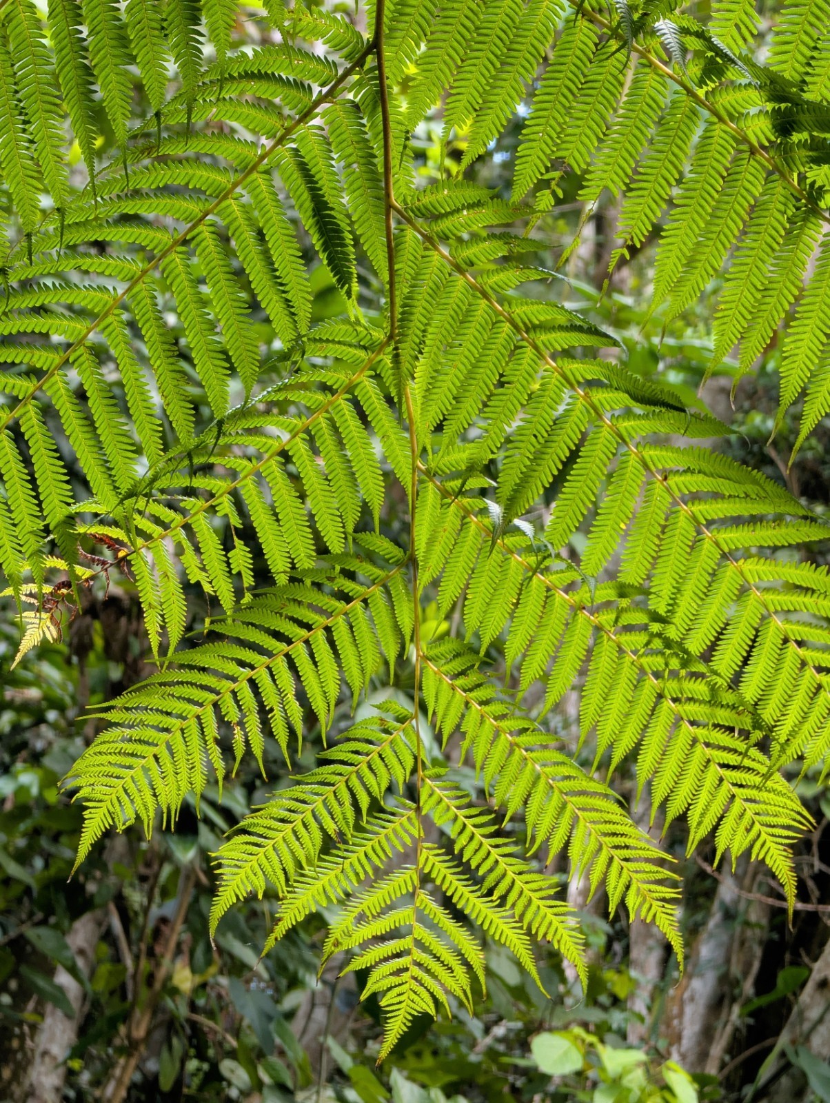 LIVE Mature, wider trunk : Cyathea ARBOREA Giant TREE FERN 7″ inch, exotic fern