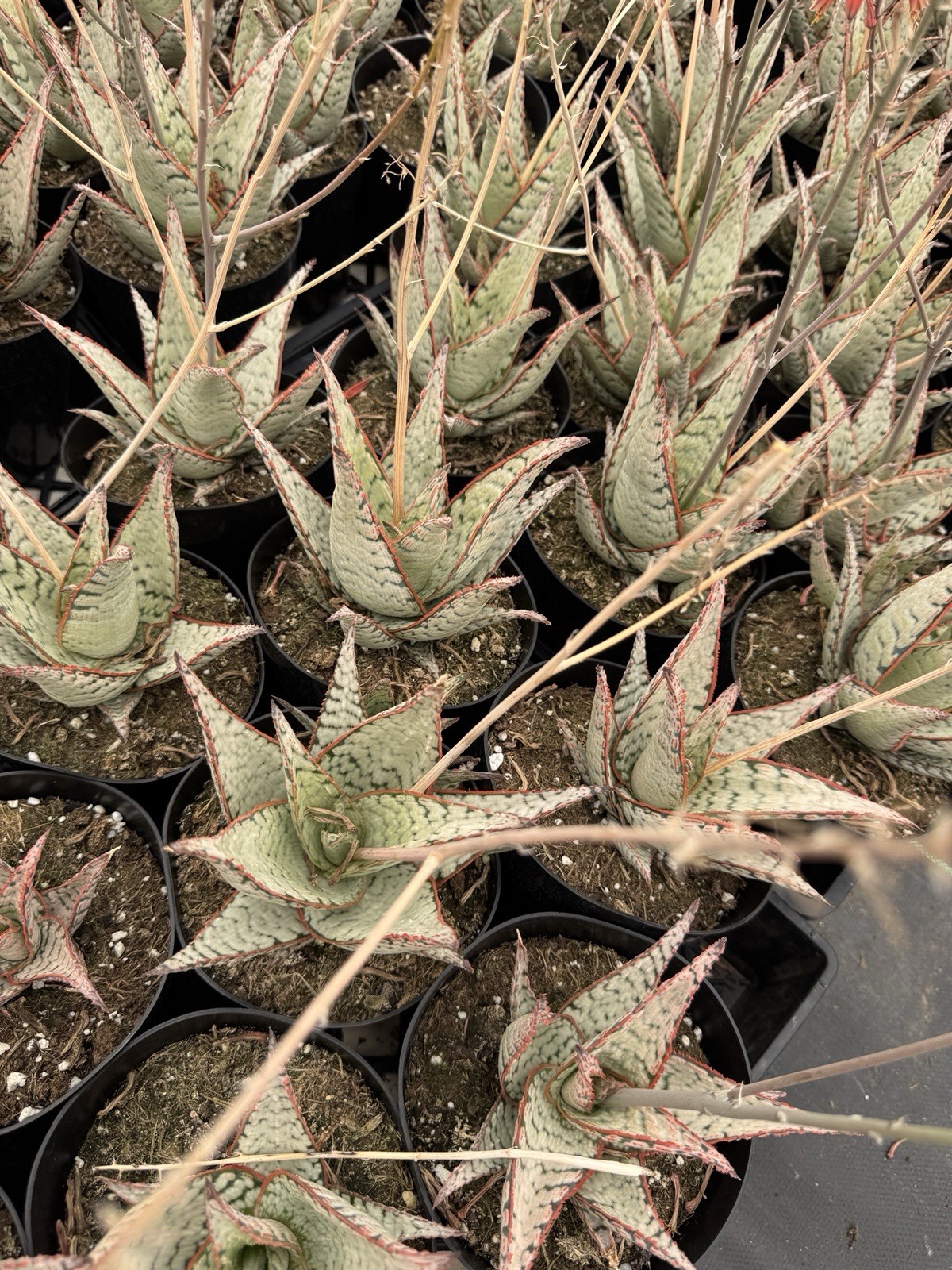 Aloe Candy Cane Red Green White – 4” Pot