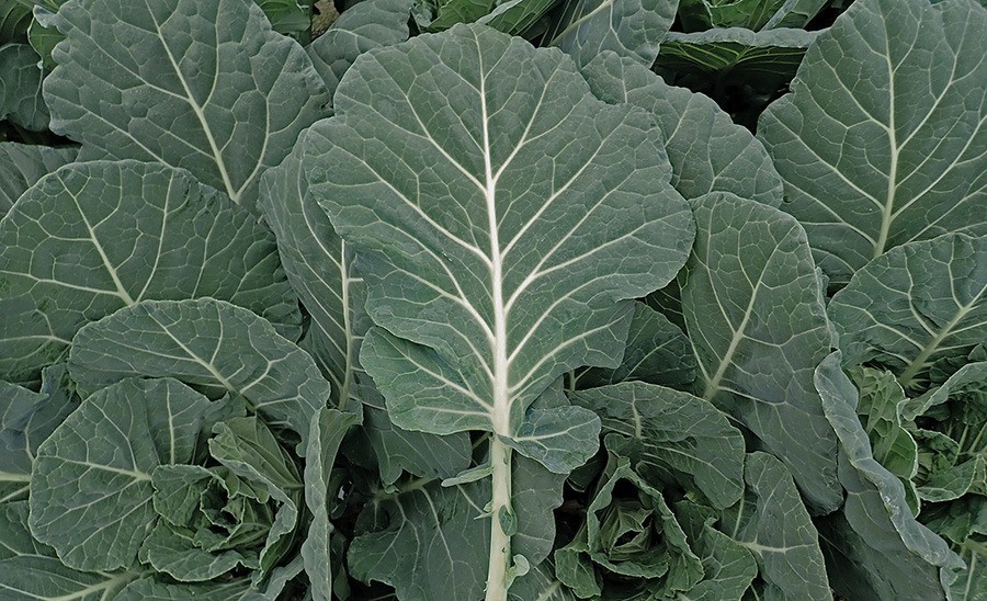 Cash Crop Collard Greens – 100 Seeds