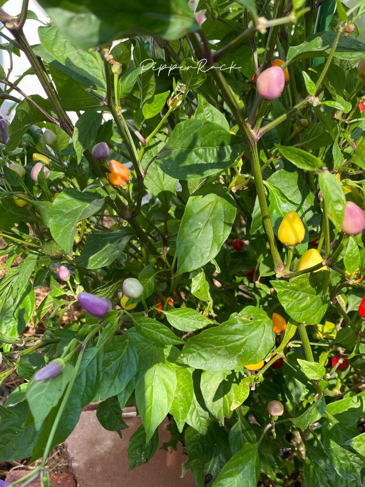 RARE✿ Heirloom Chinese 5 Color Hot Pepper 15 Seeds ●Edible Ornamental Chili