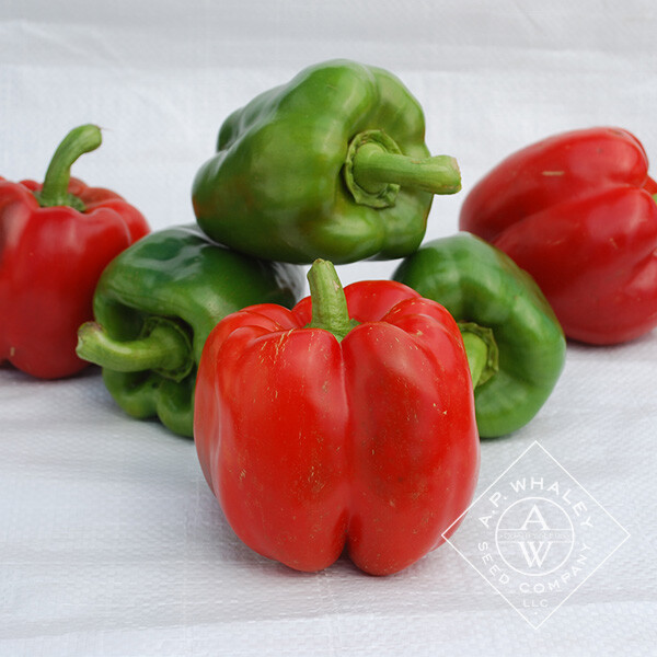 25 SWEET YOLO WONDER L PEPPER SEEDS ~ 2026 ~ heirloomseedguy ~ USA