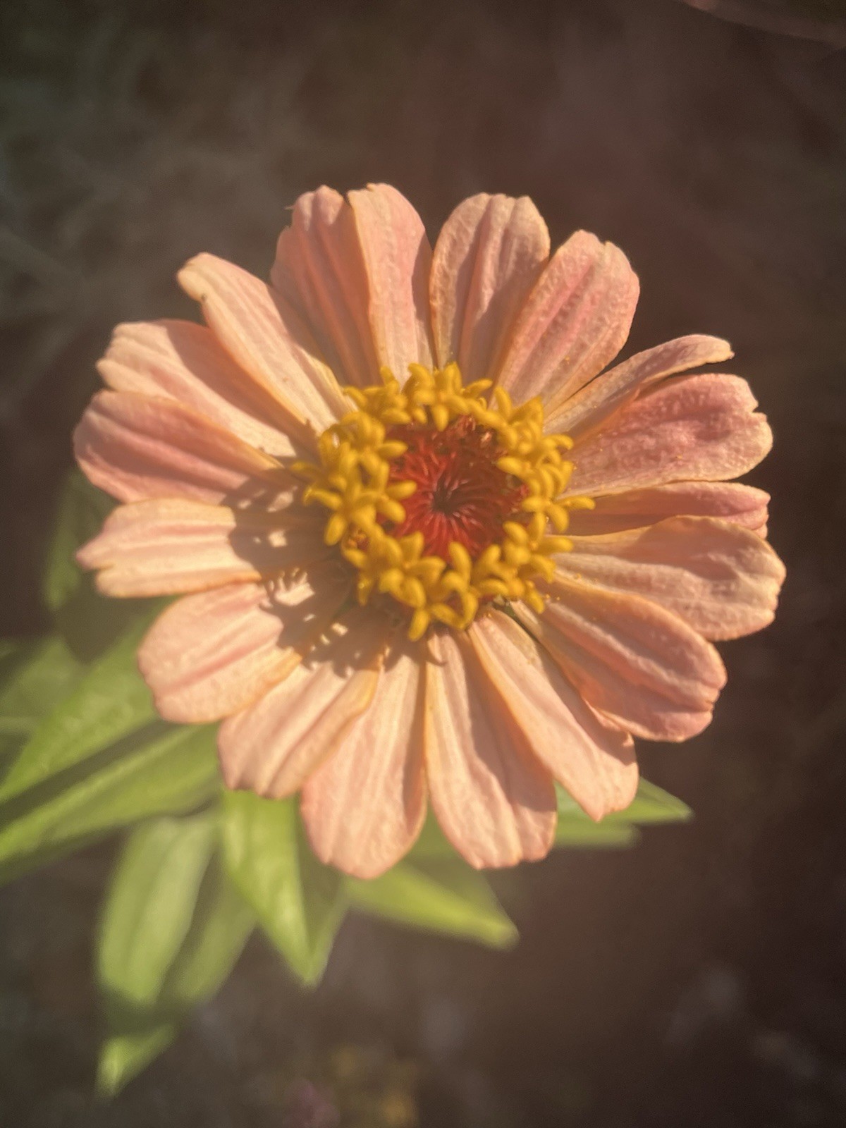Garden Start Seed Variety Packs (PNW Native, Rare Exotic)