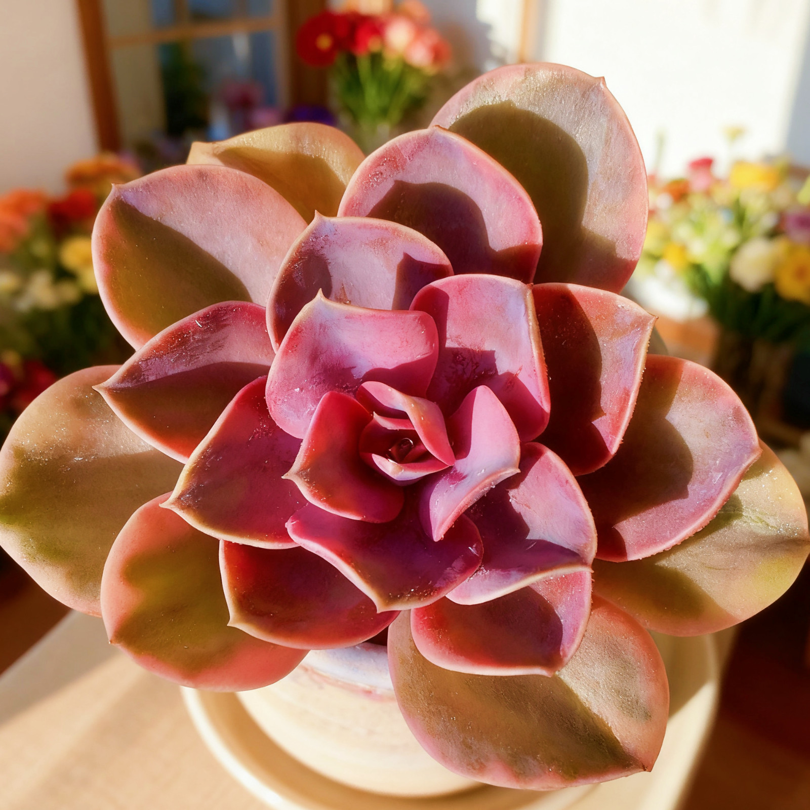 Echeveria Rainbow Succulent Plants, 3″ Green Imported Live Succulent